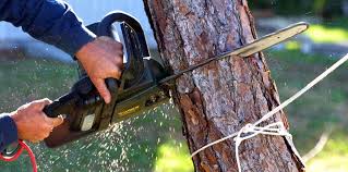 Best Weed Control  in Mead Valley, CA