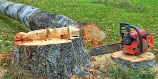 How Our Tree Care Process Works  in  Mead Valley, CA