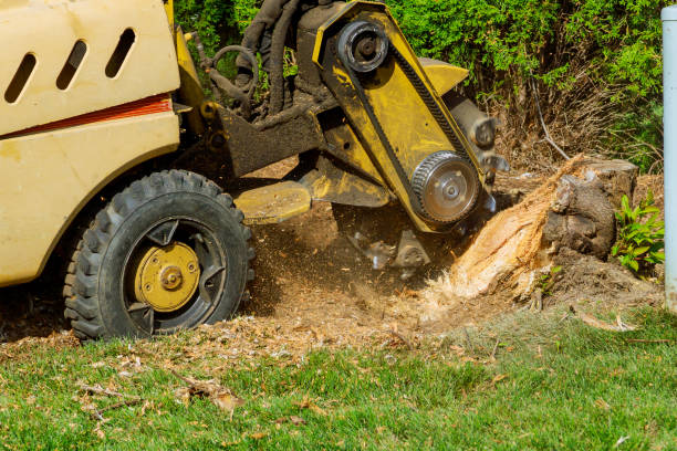 Lawn Grading and Leveling in Mead Valley, CA