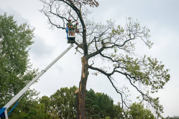 Best Palm Tree Trimming  in Mead Valley, CA