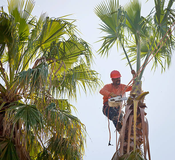 Trusted Mead Valley, CA Tree Services Experts