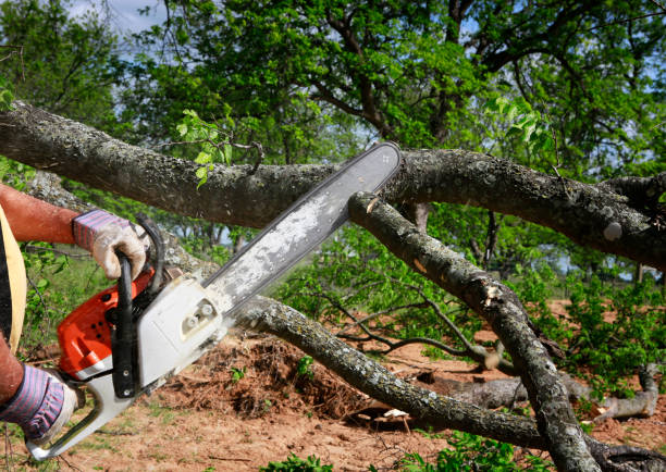 Best Tree Mulching  in Mead Valley, CA